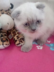 Грайливі Неперевершено Шотландські Блюпоінти