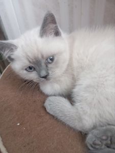 Грайливі Неперевершено Шотландські Блюпоінти