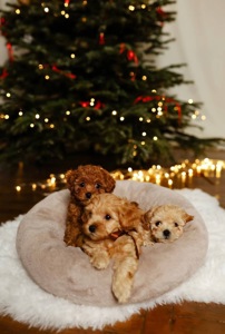 Цуценя мальтипу