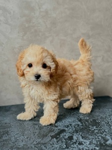 Цуценя мальтипу