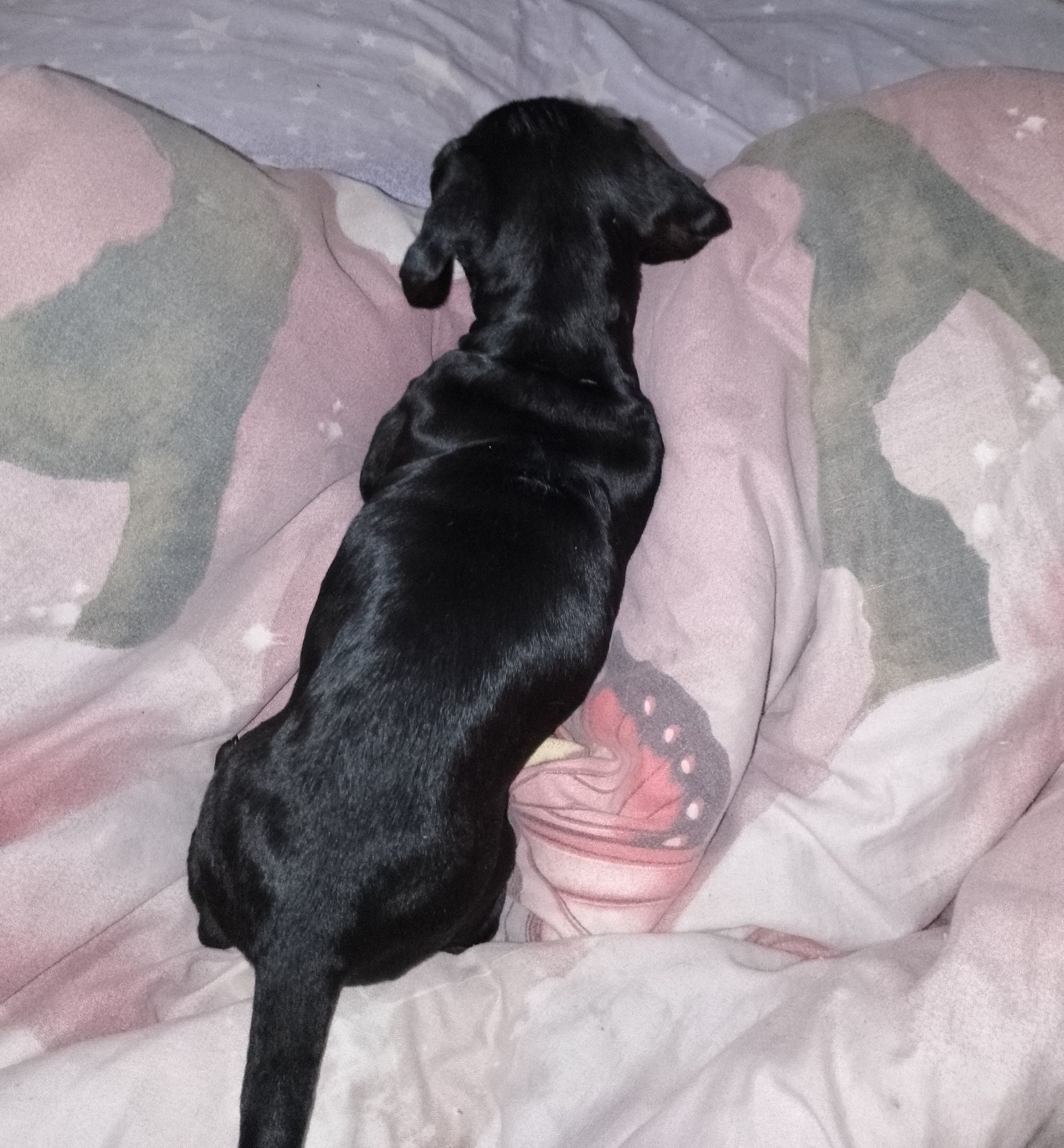 Цуценя такси