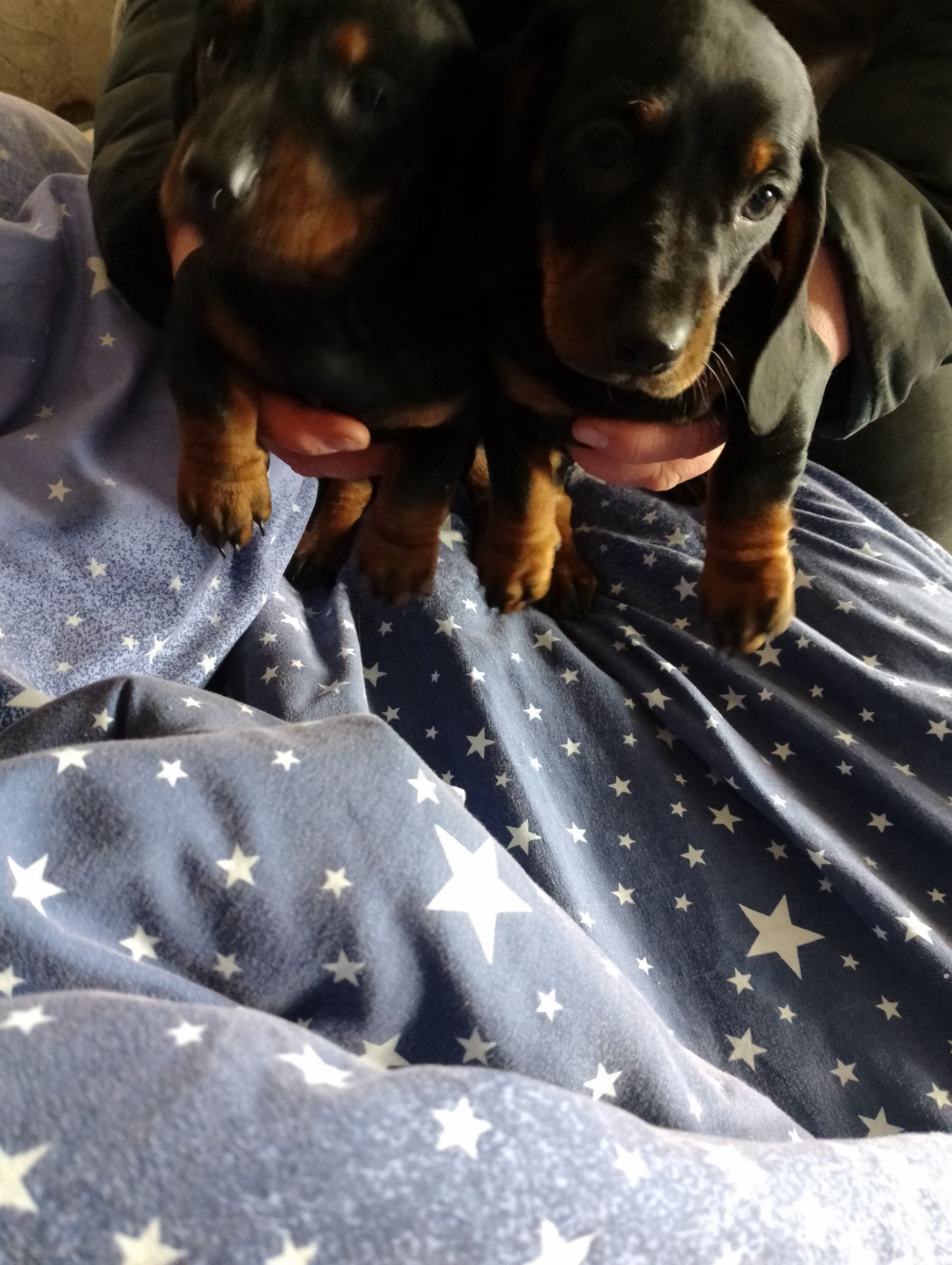 Цуценя такси