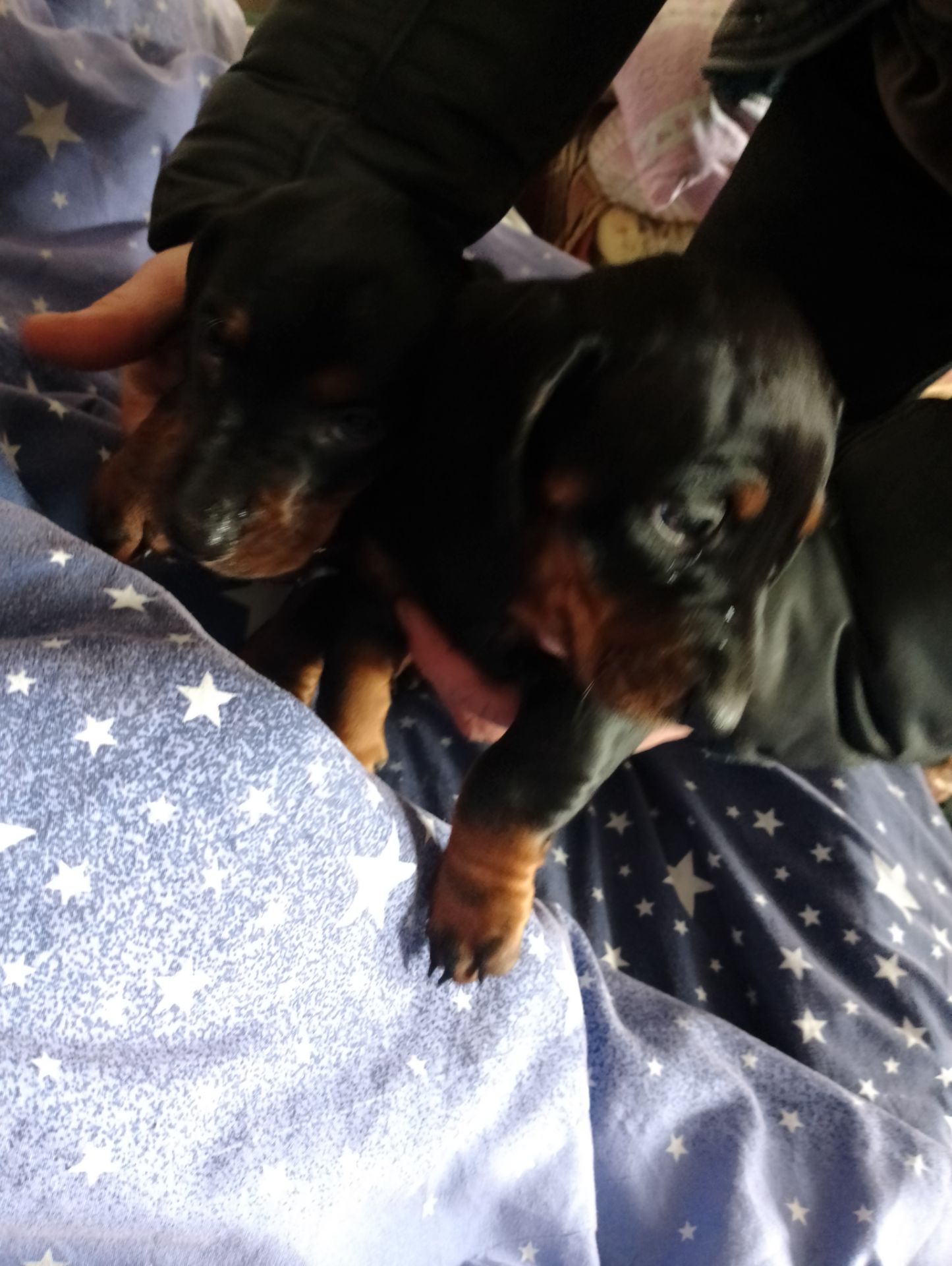 Цуценя такси