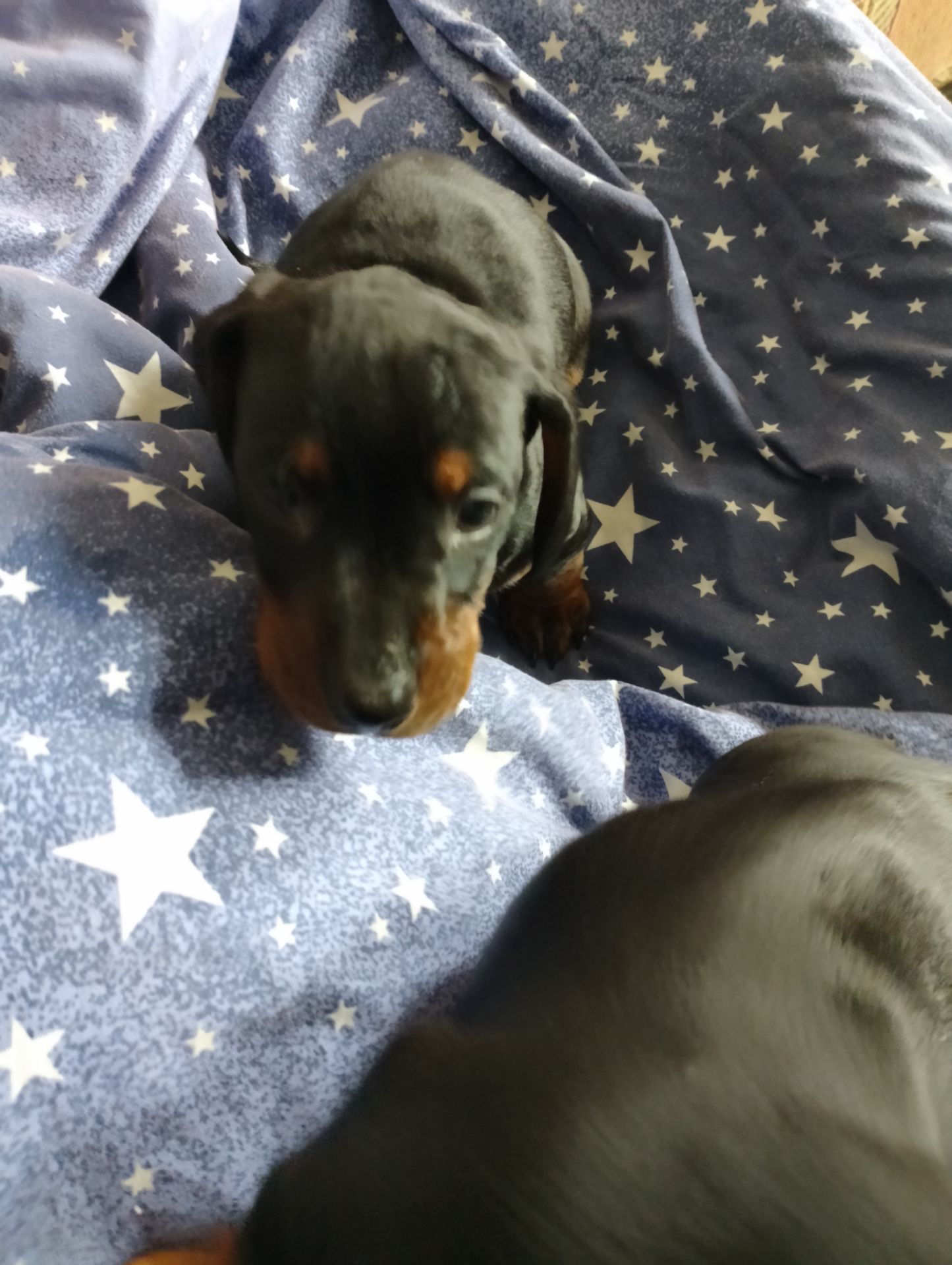 Цуценя такси