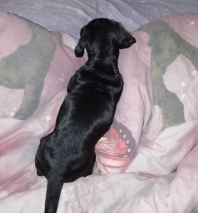 Цуценя такси