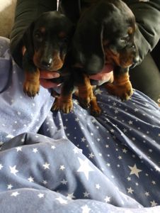 Цуценя такси