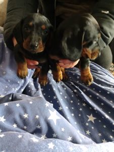 Цуценя такси