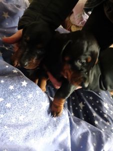 Цуценя такси