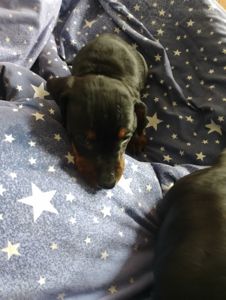 Цуценя такси