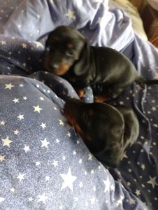 Цуценя такси