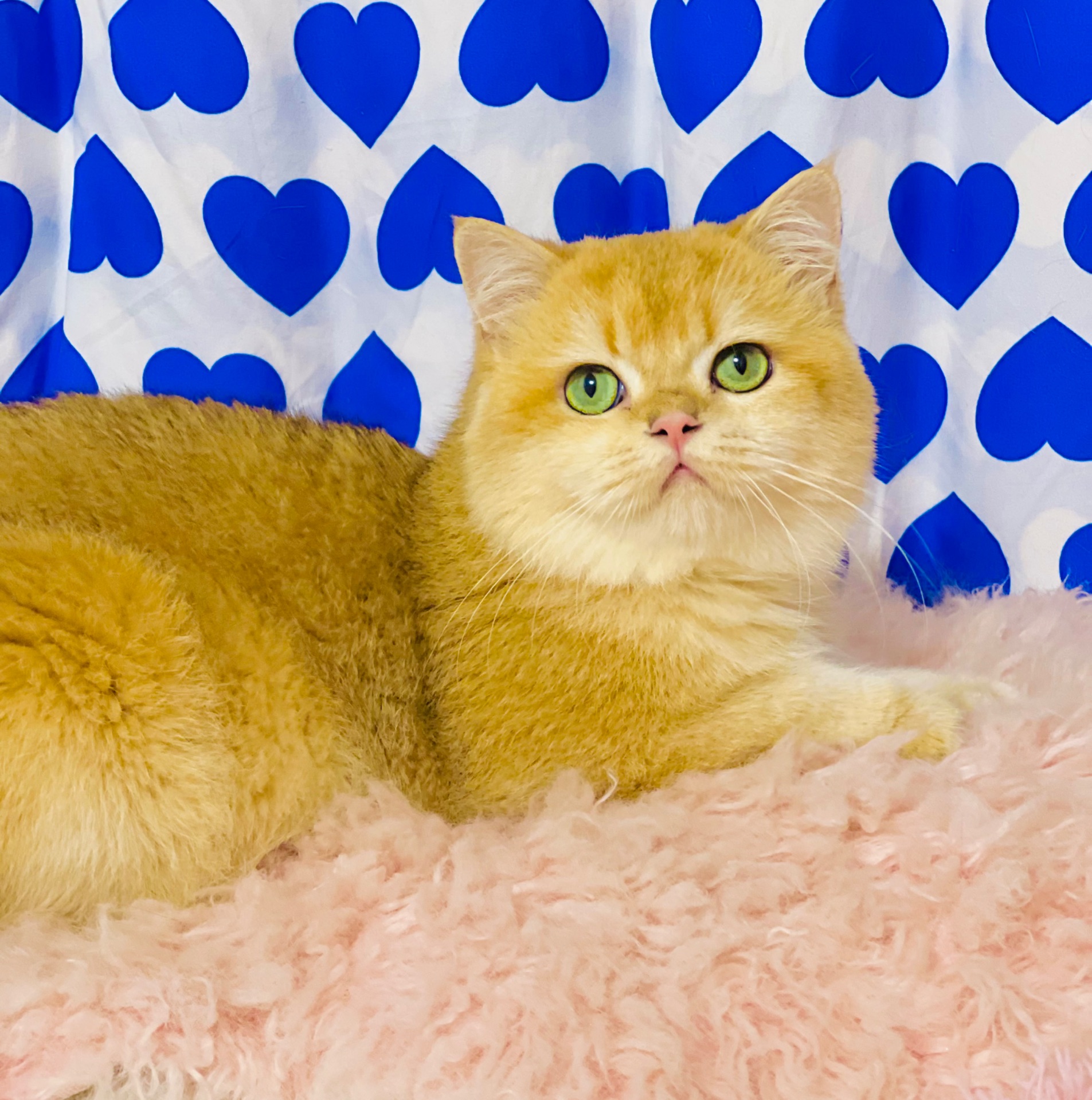 Британська золота шиншилла