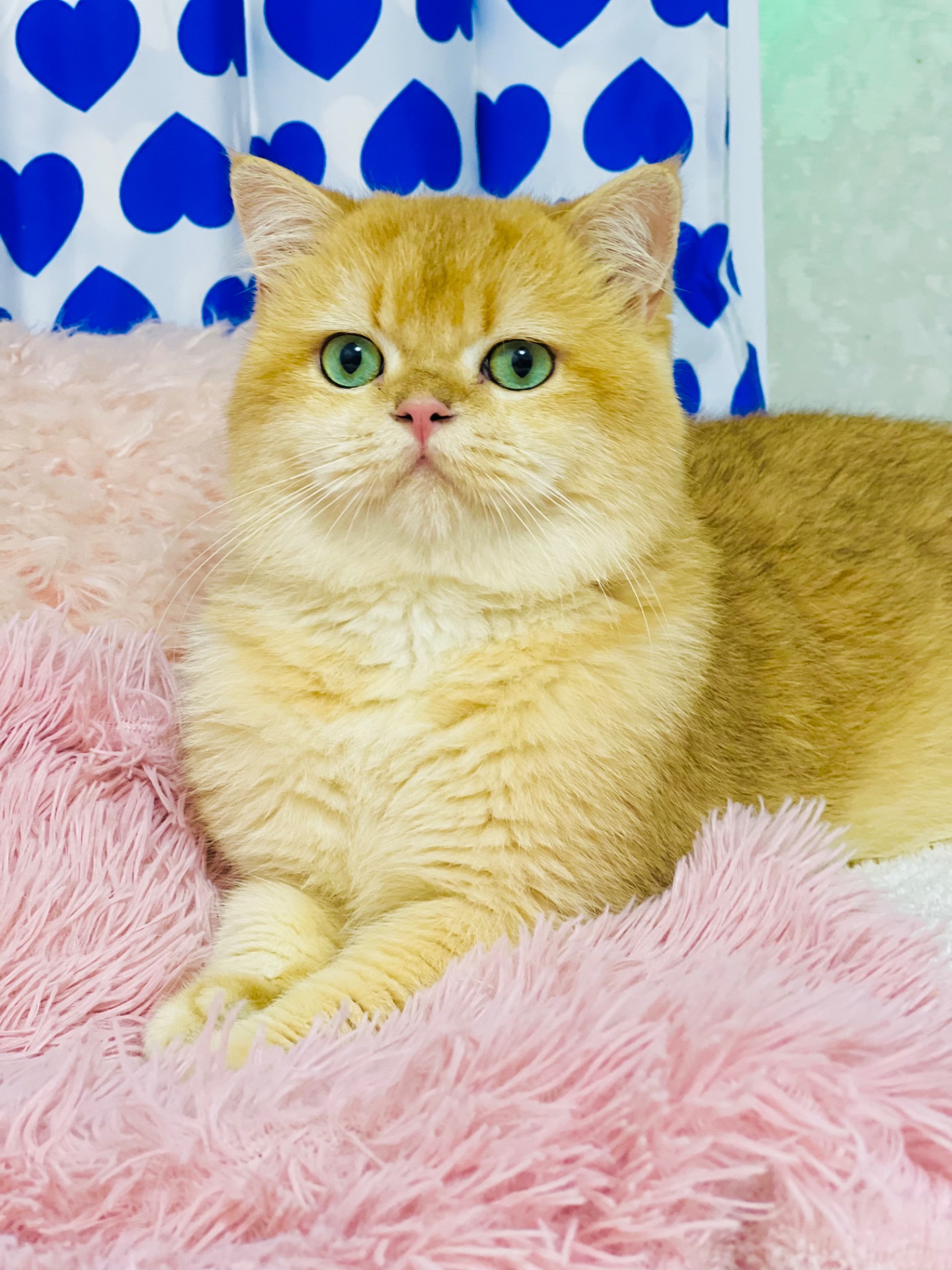 Британська золота шиншилла