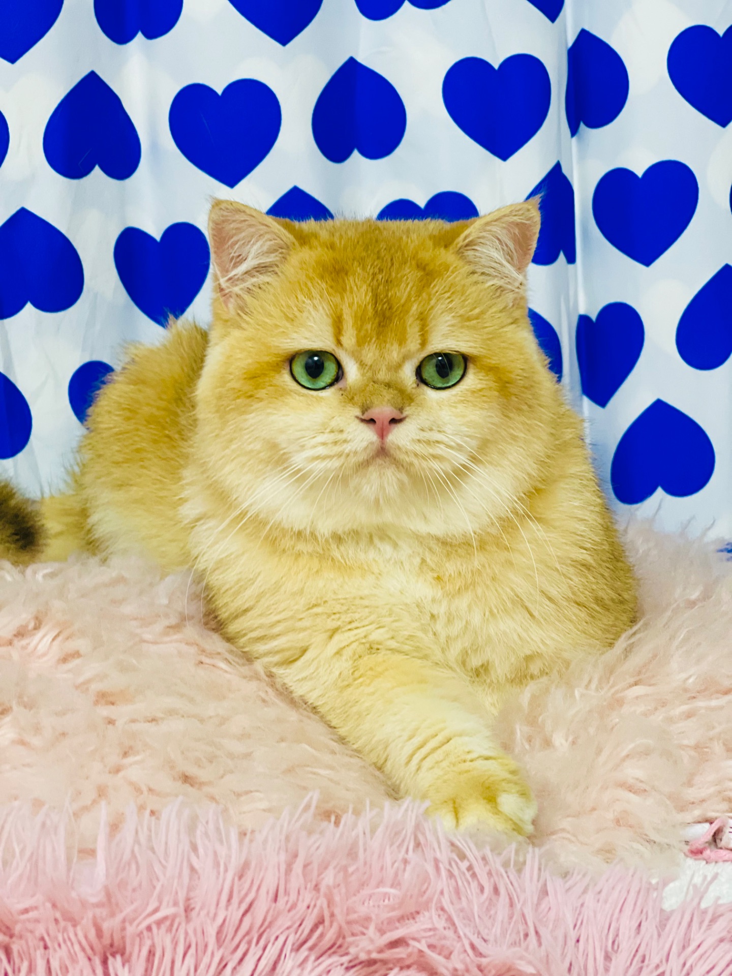 Британська золота шиншилла