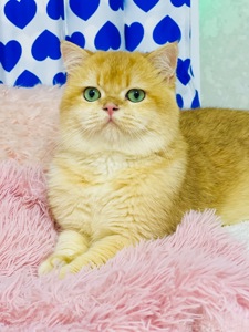 Британська золота шиншилла