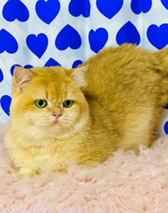 Британська золота шиншилла