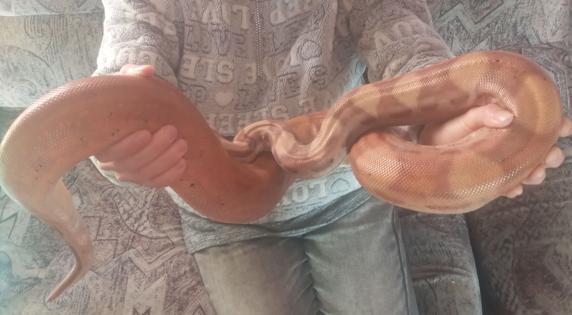 Імператорський удав