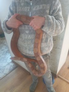 Імператорський удав