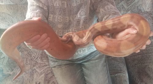 Імператорський удав