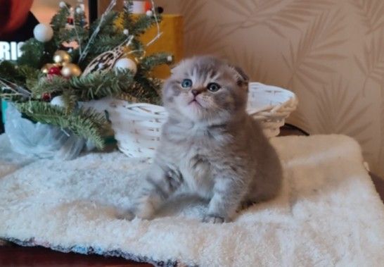 Шикарний шотланський хлопчик