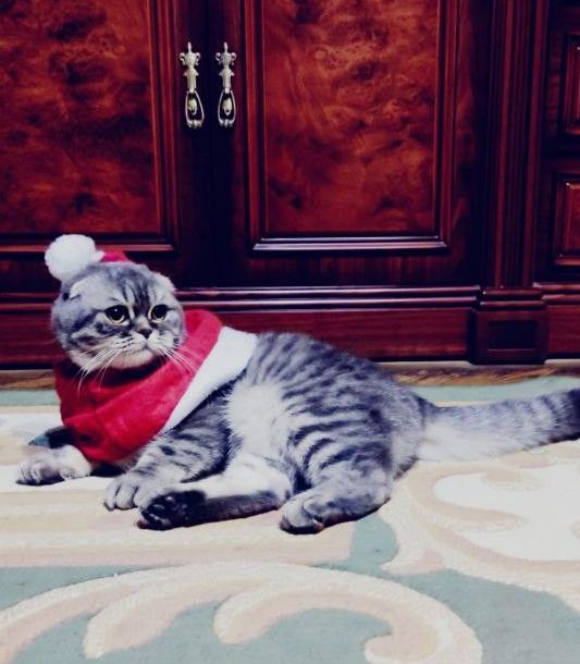 Шикарний шотланський хлопчик