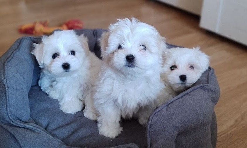 Цуценята мальтезе міні з документами