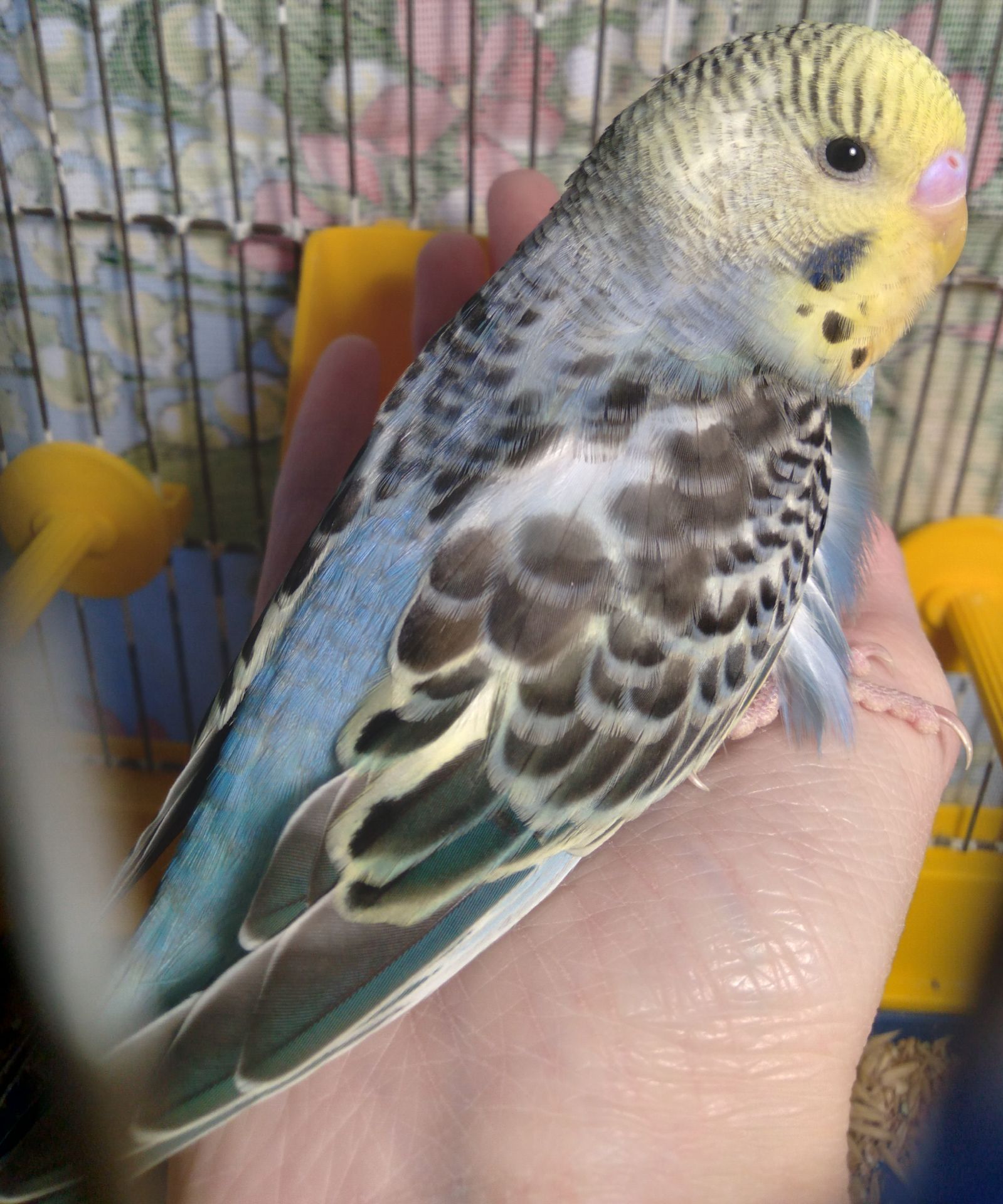 Ручной волнистый мальчик