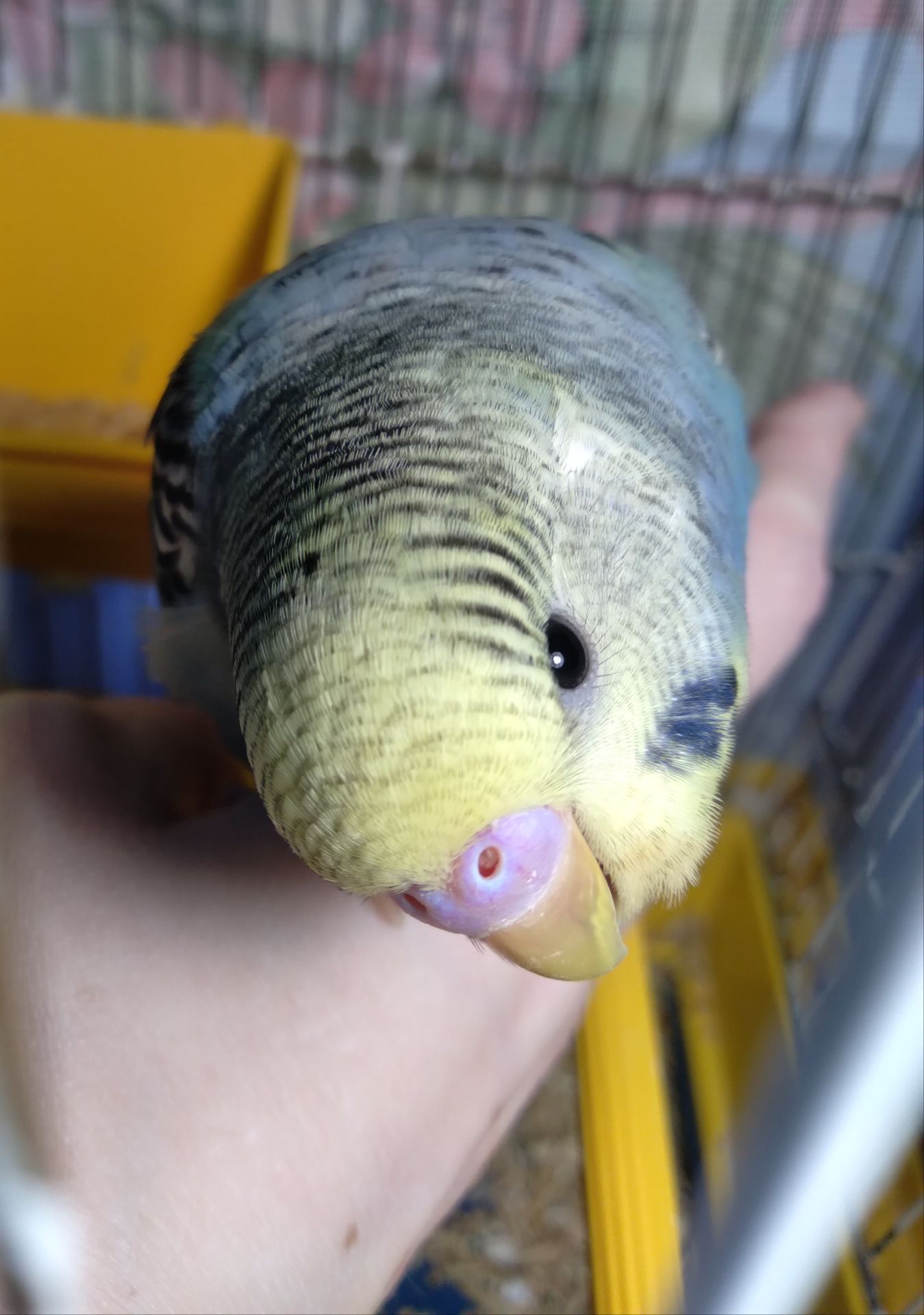 Ручной волнистый мальчик