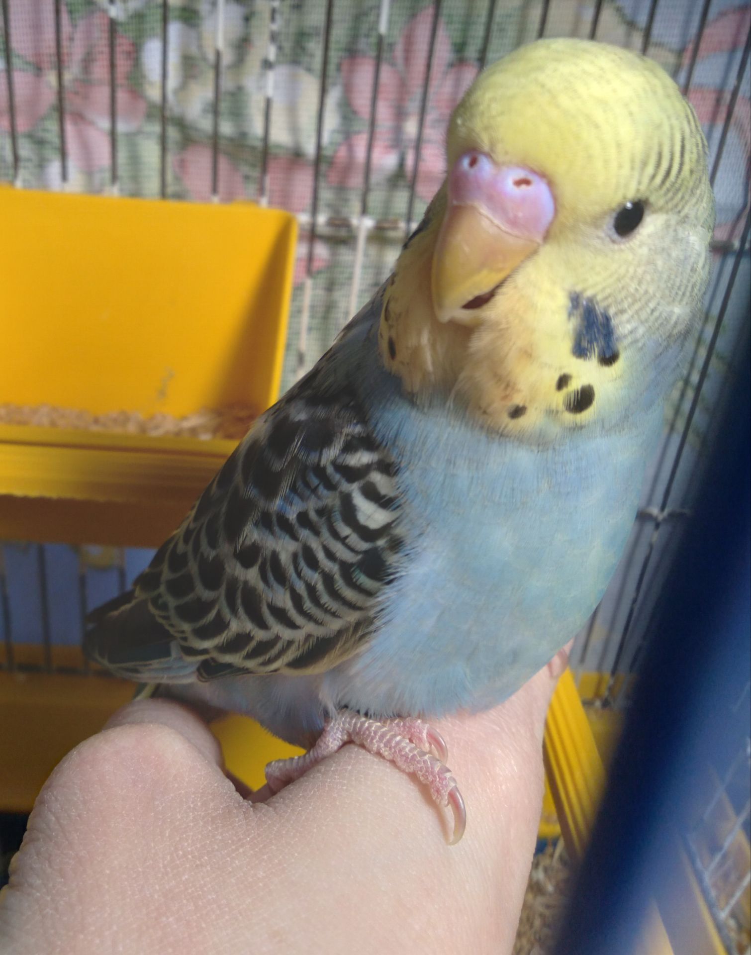 Ручной волнистый мальчик