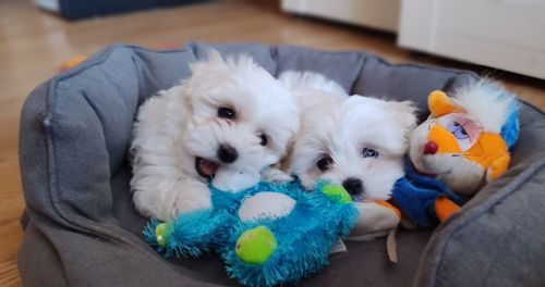 Цуценята мальтезе міні з документами