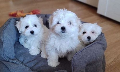 Цуценята мальтезе міні з документами