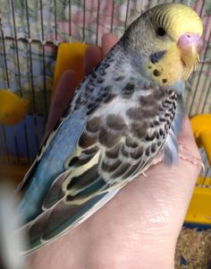 Ручной волнистый мальчик