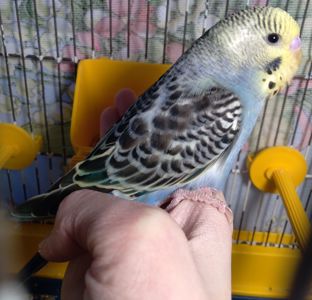 Ручной волнистый мальчик