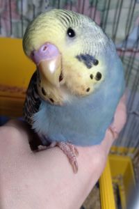 Ручной волнистый мальчик