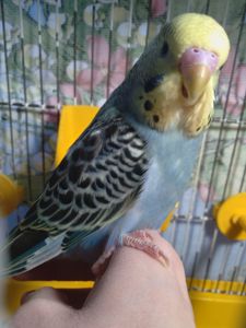 Ручной волнистый мальчик