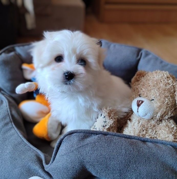 Мальтійська болонка (мальтезе) дівчата