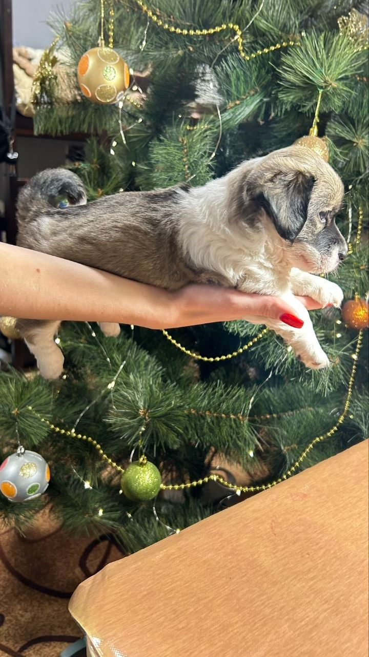 Продається щенок