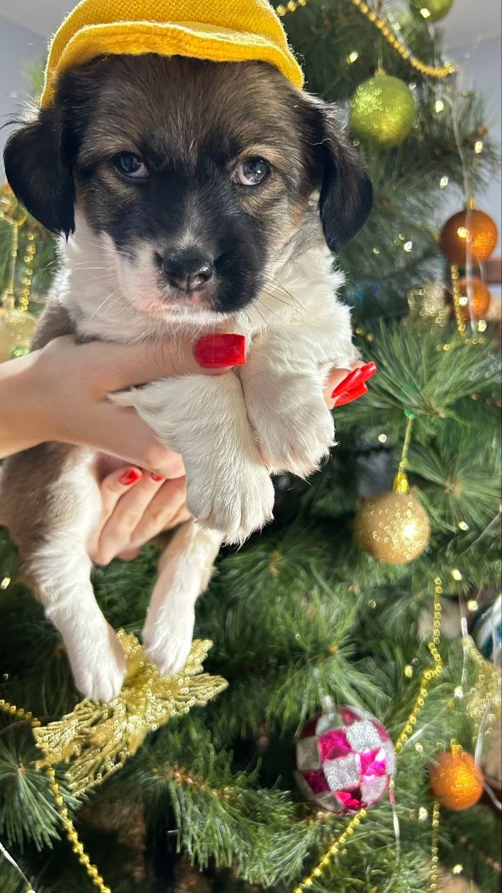 Продається щенок