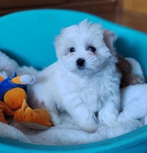 Мальтійська болонка (мальтезе) дівчата