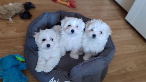 Мальтійська болонка (мальтезе) дівчата