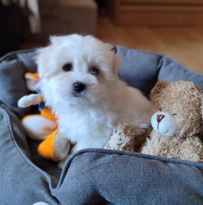 Мальтійська болонка (мальтезе) дівчата