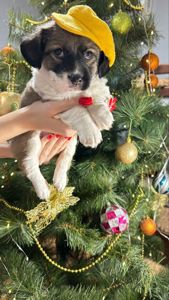 Продається щенок