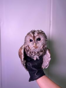 Червона неясить, сіра неясить, декоративна домашня неясить, домашня сова