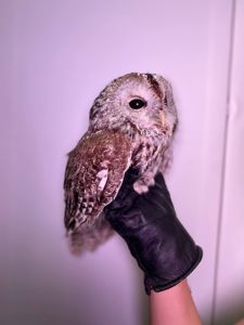 Червона неясить, сіра неясить, декоративна домашня неясить, домашня сова