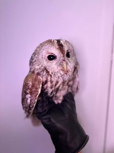 Червона неясить, сіра неясить, декоративна домашня неясить, домашня сова