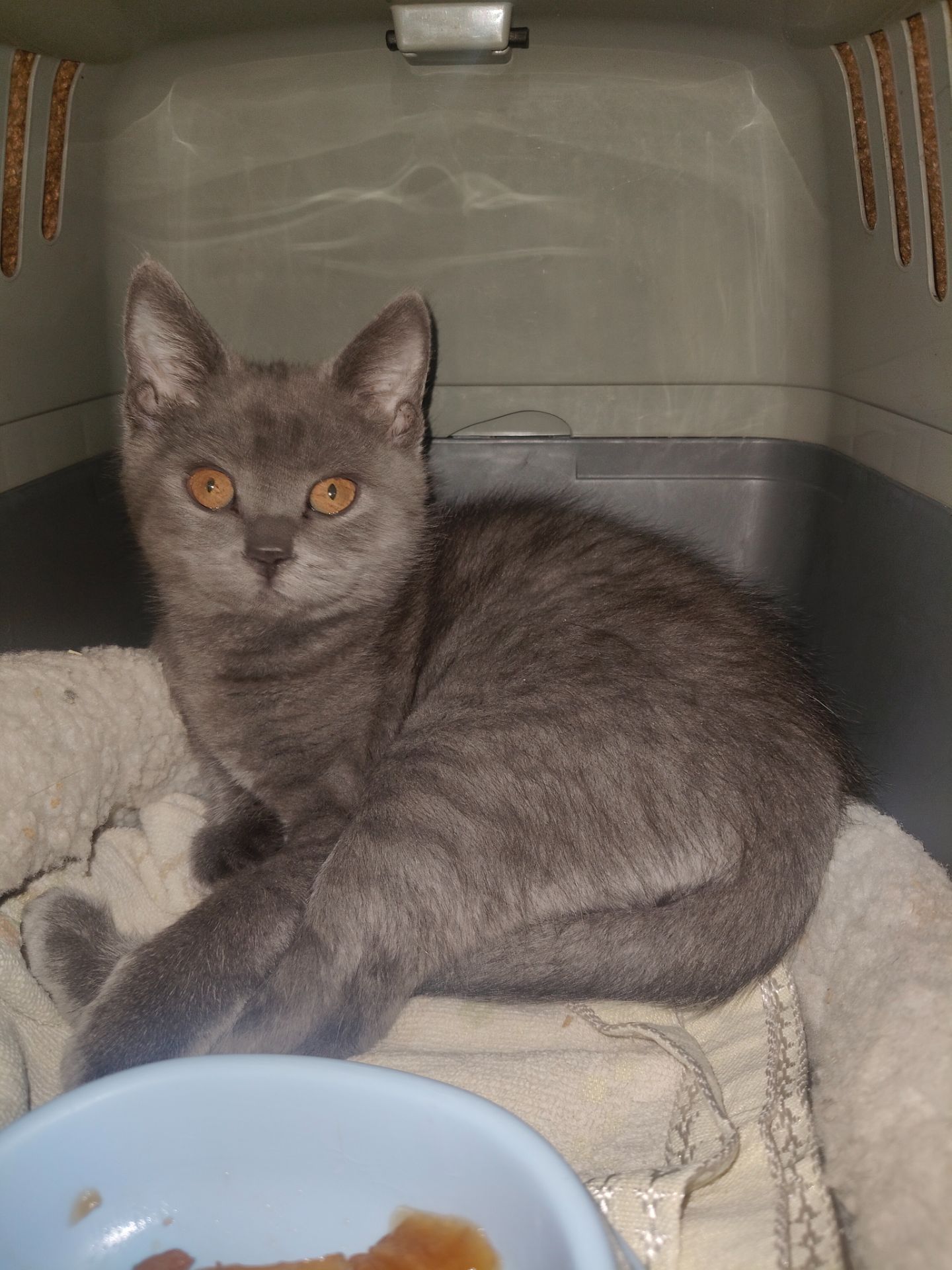 Грей, 3 місяці