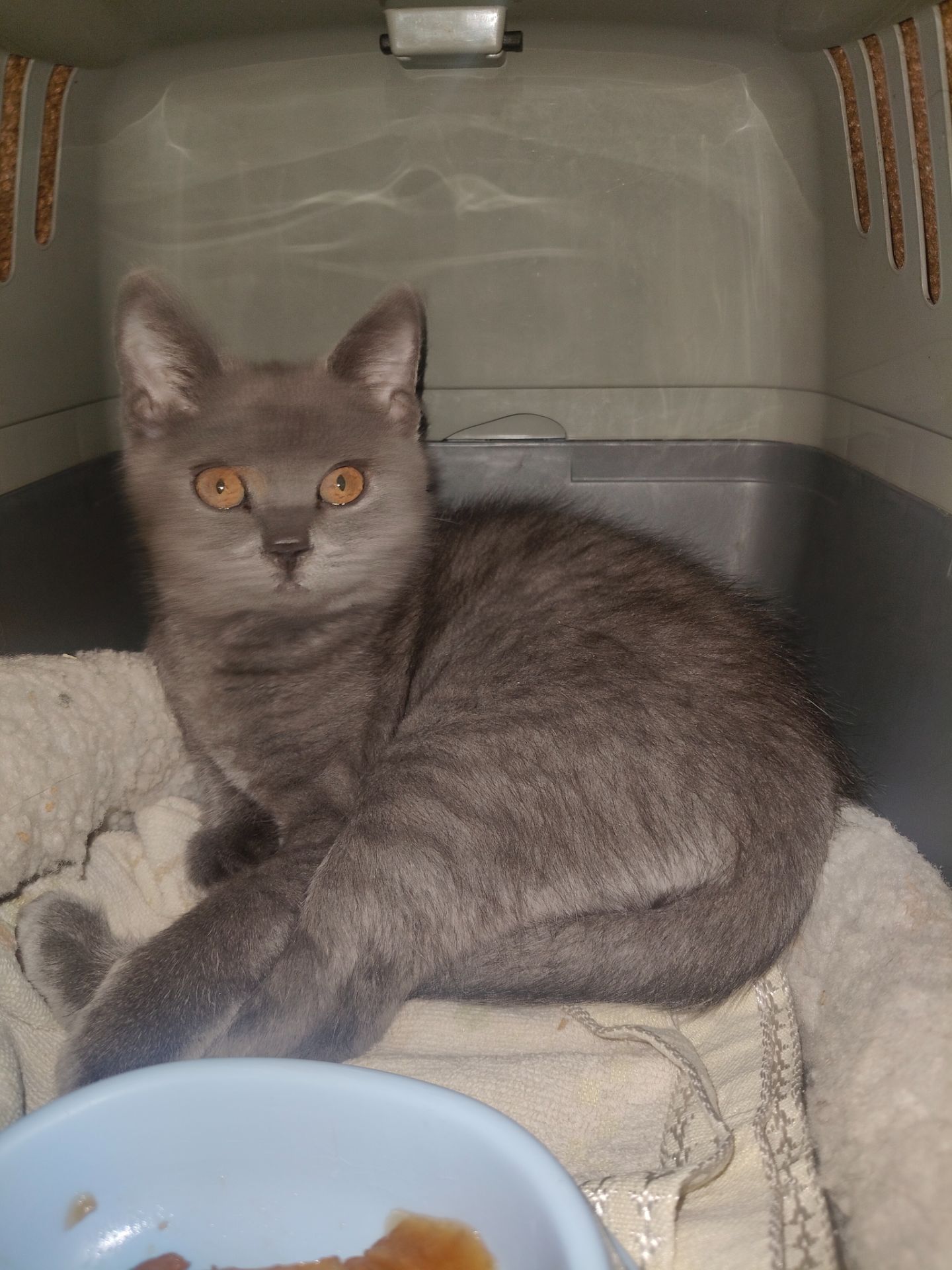 Грей, 3 місяці