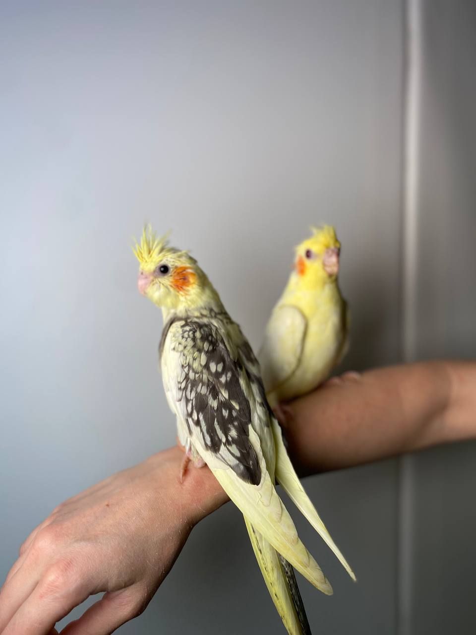 Корелла, ручна корела, ручні викормиші папужки, щокасті малюки з днк тестами