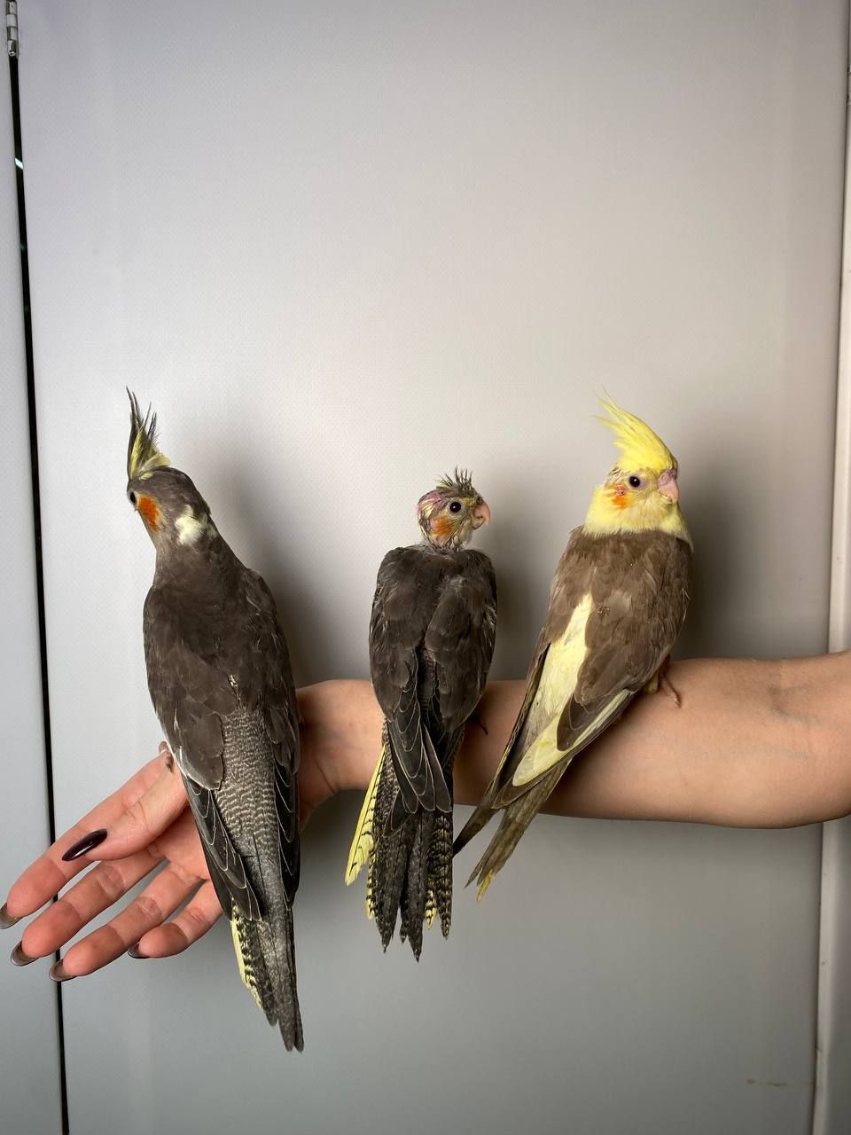 Корелла, ручна корела, ручні викормиші папужки, щокасті малюки з днк тестами