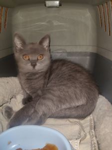 Грей, 3 місяці