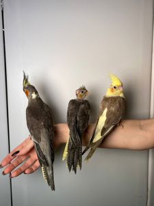 Корелла, ручна корела, ручні викормиші папужки, щокасті малюки з днк тестами